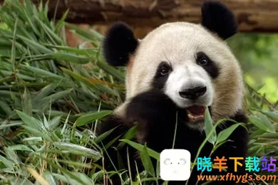 ��è����Ա2026���°汾