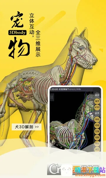 3dbody�����ƽ��