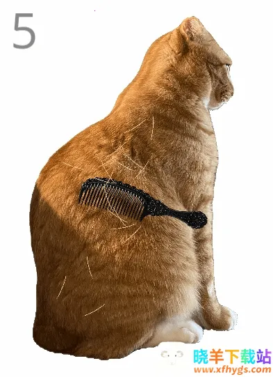 给猫梳毛安卓版手机版 给猫梳毛安卓版手机版