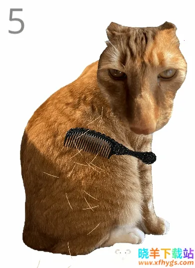给猫梳毛安卓版手机版 给猫梳毛安卓版手机版