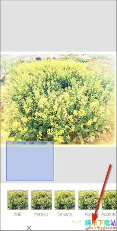 BetterSeed