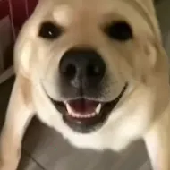 Ӧ��ͼ��