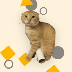 Ӧ��ͼ��